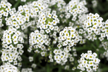 Lobularia is marine . lots of little flowers. beautiful white flowers . view from above. the...