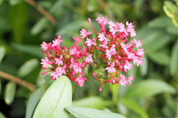 pink small valerian flowers on a green background. plant. Caledar nature