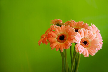 against the background of a green wall there is a bouquet of pink Gerberas at the bottom right....