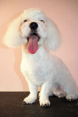 a dog of the Maltese breed sits on a black grooming table with his mouth open after a haircut with yellow on his neck. pet grooming. after a short haircut