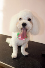 A dog of the Maltese breed is sitting on a black table with his mouth open after a haircut with a pink and green bow on his neck. pet grooming. after a short haircut