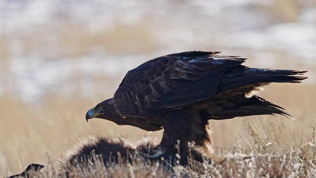 Golden Eagle looking up and around as it sits on roadkill it is feeding on.