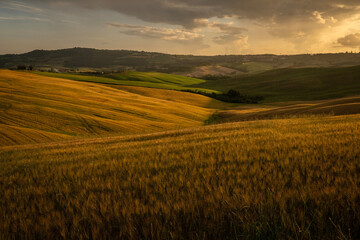 Golden light during sunset hills with wavy grain in the Crete Senesi area of ​​Tuscany, Italy....