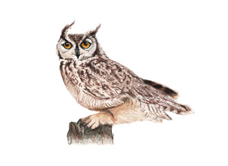 Obraz premium Ilustración en acuarela de Tucúquere (Bubo magellanicus) Aves de Chile.