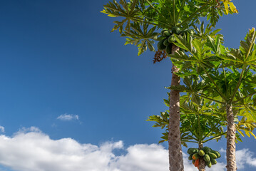 Papaya trees with ripe papaya fruit on blue sky background with white clouds