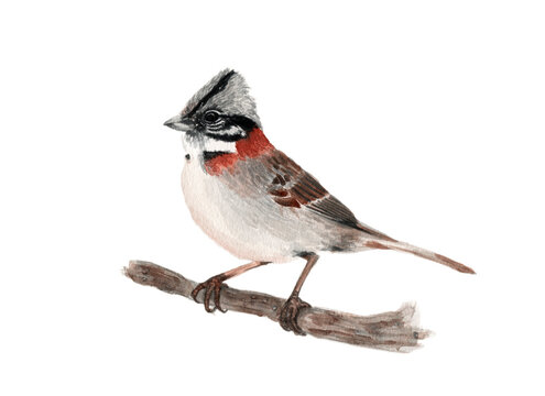 Ilustraci&oacute;n en acuarela de Chincol (Zonotrichia capensis) Aves de Chile.