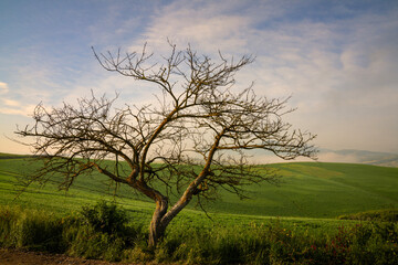Lone tree on the green rolling hills of Tuscany, Italy