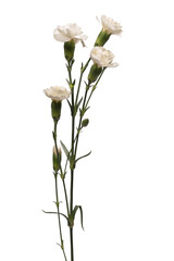 White carnation flower isolated on a white background.
