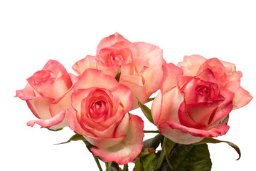 Pink and white  beautiful rose isolated on a white background.