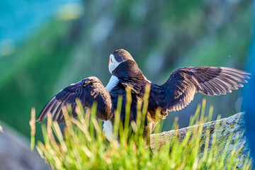 Cute and adorable Puffin, fratercula, on a cliff in Norway.