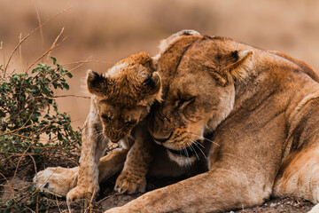 Wildlife of Serengeti - Tanzania