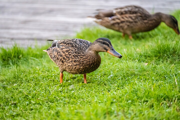 Ducks grazing by a pond.