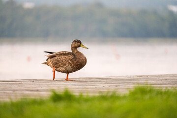 Duck on a wooden deck.