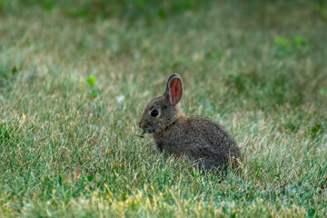 An adorable bunny in green grass