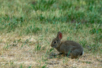 Naklejka na ściany i meble An adorable bunny in green grass
