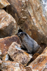 Adorable Marmot in Banff National Park, Canada