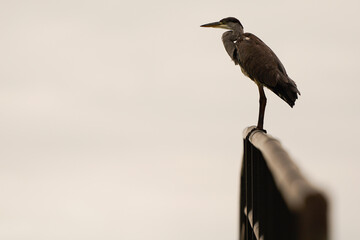 A juvenile A grey heron (Ardea cinerea) standing on a bridge