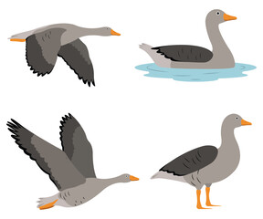 Set of beautiful gray geese birds in cartoon style. Vector illustration of gray geese in different poses: flying, standing, swimming in the river isolated on a white background.