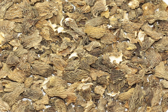Many dried Verpa bohemica mushrooms lie on the table, laid out in a thin layer. The first spring mushrooms are ready for use for cooking. High quality photo