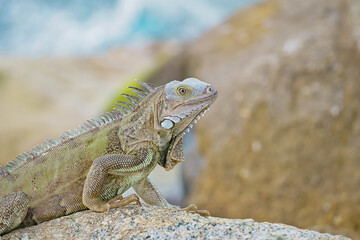 Wild green iguana on rock Aruba