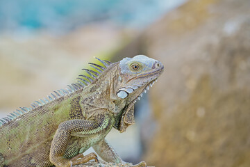 Wild green iguana on rock Aruba