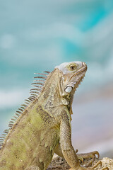 Portrait of wild green iguana Aruba