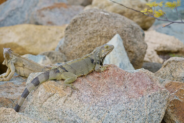 Wild green iguana crawling on rock Aruba