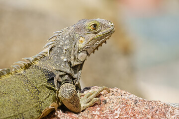 Portrait of wild green iguana on rock Aruba