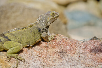Portrait of wild green iguana on rock Aruba