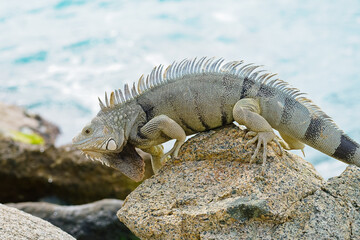 Wild green iguana crawling on rock Aruba