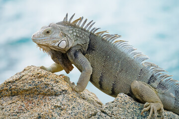 Fototapeta premium Portrait of wild green iguana on rock Aruba