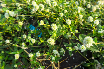 Alternanthera sessilis, weed plant with benefits as food, herb medicines and ornamental plant