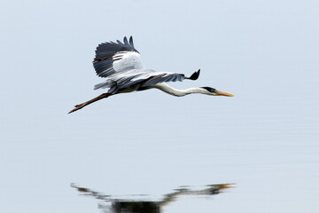 Garça Real Europeia na lagoa de Guaratiba - Maricá - RJ