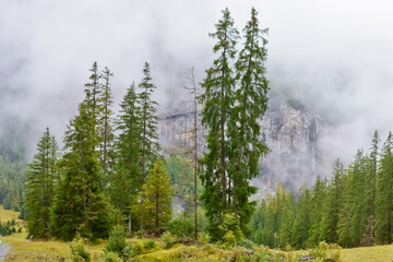 Fir trees with the background of cloud-veiled mountains Oeschinen Kandersteg Switzerland 
