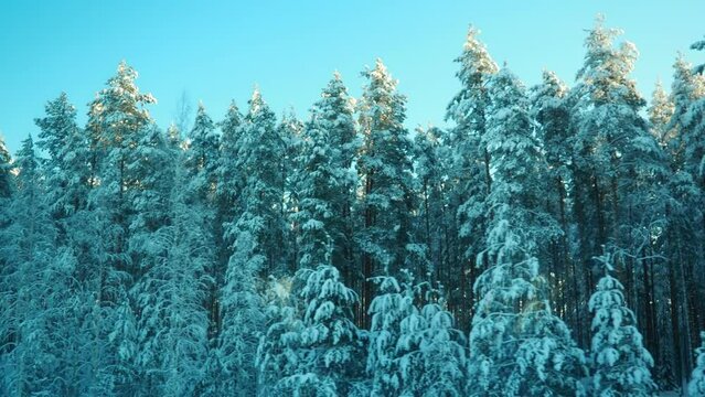 Winter train journey into a snowy fairy tale. View from the window of a moving vehicle onto a snow-covered, windless taiga forest. White snowdrifts, spruce and pine trees under snow cover. Karelia