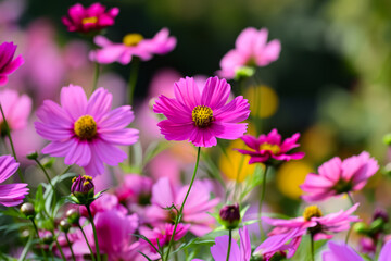 Obraz premium Bright pink cosmos flowers in full bloom against a blurred background.
