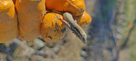 A lizard in the hand of a labourer working with gloves.