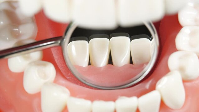 Patient at a Dentist Appointment in a Dental Clinic. View from Inside the Dental Jaw. Tooth Model and Treatment Equipment Dental Mirror on Background. Dental Care and Examined Healthy Teeth