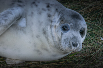 Cute young grey seal on a british coast
