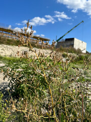 Weeds against the background of a construction site, or maybe construction on wasteland.