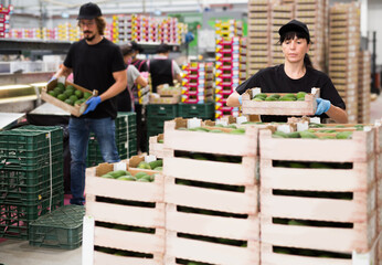 Portrait of woman warehouse worker loading box with fresh avocado fruits on packing facility