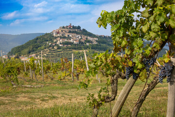 The Croatian mountain village Motovun, a vineyard in front. Istria region.