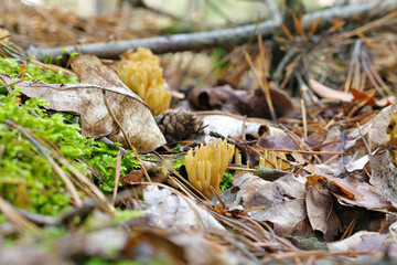 Gegabelter Hörnling  CALOCERA FURCATA - CALOCERA FURCATA, a fungal genus in the Dacrymycetes order in forest