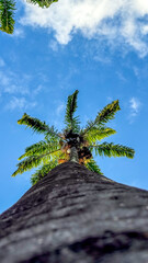 palm tree on the beach