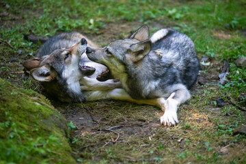 Two wolves with mouths wide open