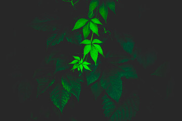 Fototapeta na wymiar Beautiful green ivy leaves on twining branches in the summer twilight. Plants background. Nature in summer.