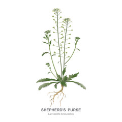 Capsella bursa pastoris, Shepherd's purse - wild medicinal field (meadow) plant, garden weed - stem, leaves, flowers, seeds and root. Vector colored realistic drawing isolated on white background. - obrazy, fototapety, plakaty