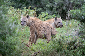 Hyänen im Addo Elephant Park