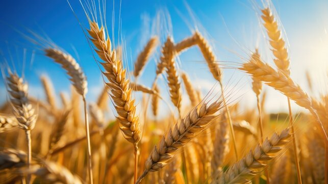 Field of ripe golden yellow wheat in the blue sky background. Generate AI image