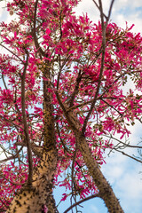 Pink flowers and thorny branches of floss silk tree on blue sky background